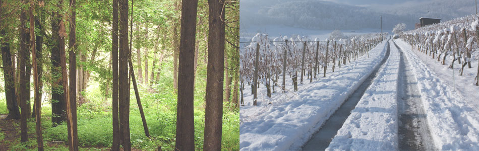 Edwards Tree Services & Snow Removal In Toronto